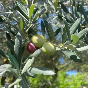 https://giardinello-stagnone-sunset.sicilyhotelsitaly.net